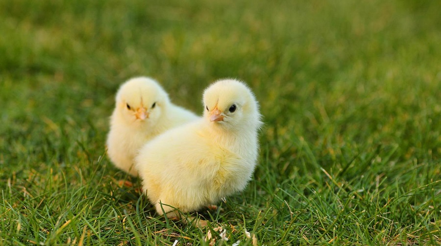 产气荚膜梭菌：肉鸡无抗养殖面临的挑战！